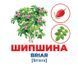 Геній з пелюшок. Дерева та кущі 824 фото 2